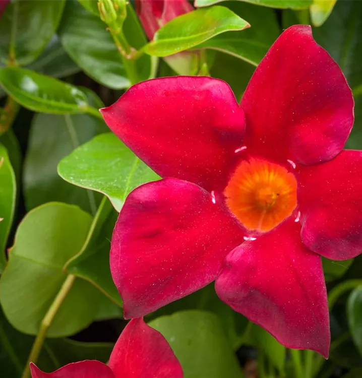 Brasiljasmin 'Summerstar Red'
