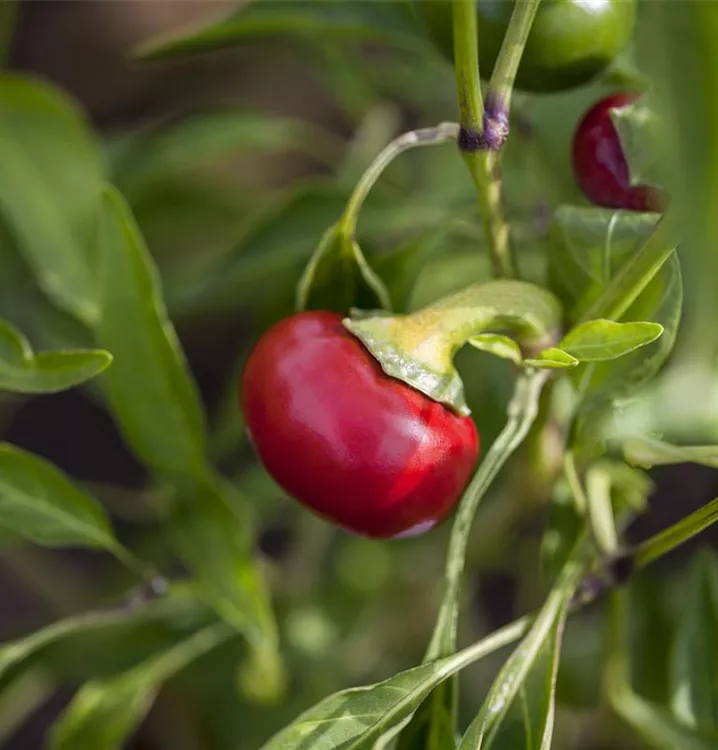 Tomatenpaprika