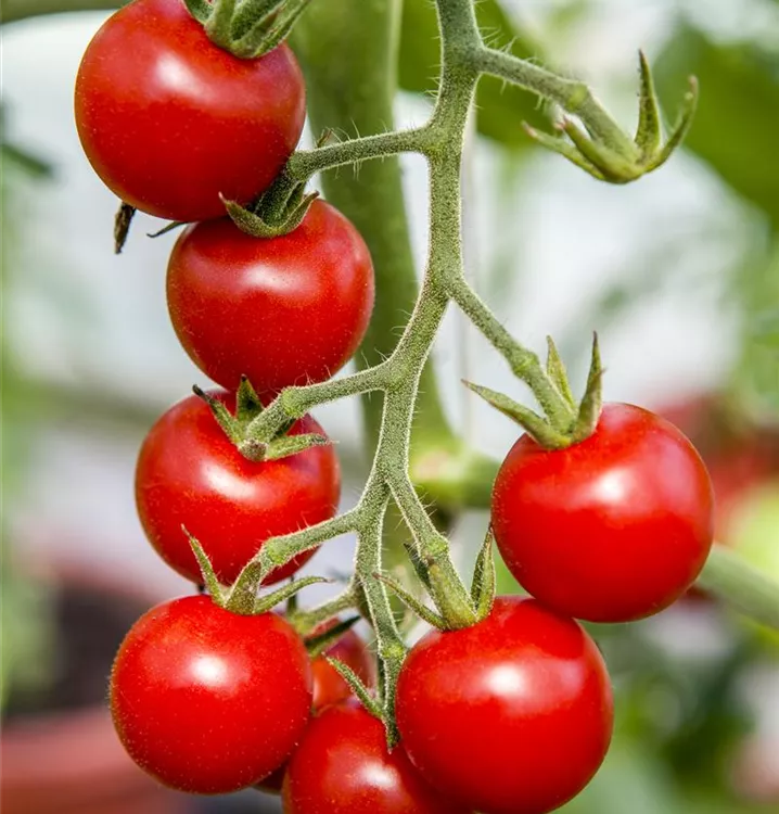 Tomate 'Gourmelito'