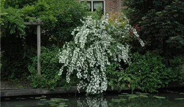 Bildvorschau