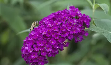 Bildvorschau