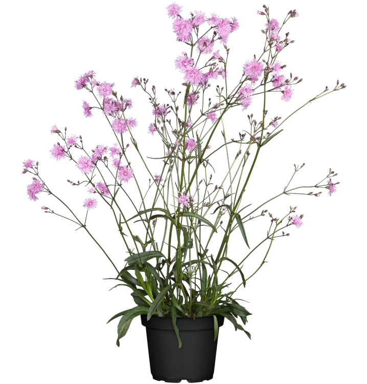 Lychnis