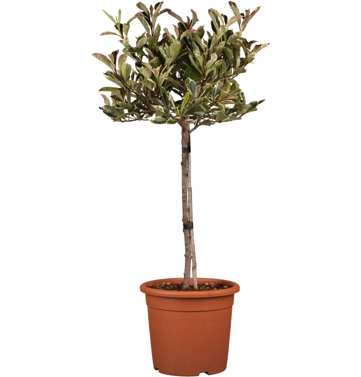 Glanzmispel 'Pink Marble'®
