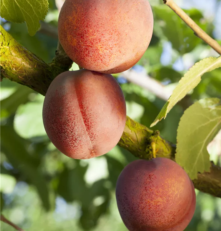 Aprikose 'Ungarische Beste'