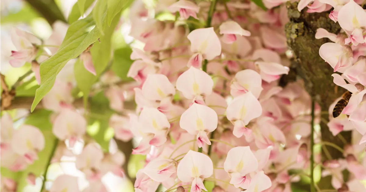 Wisteria Brachybotrys Showa-Beni - BAUHAUS E-Business GmbH & Co. KG