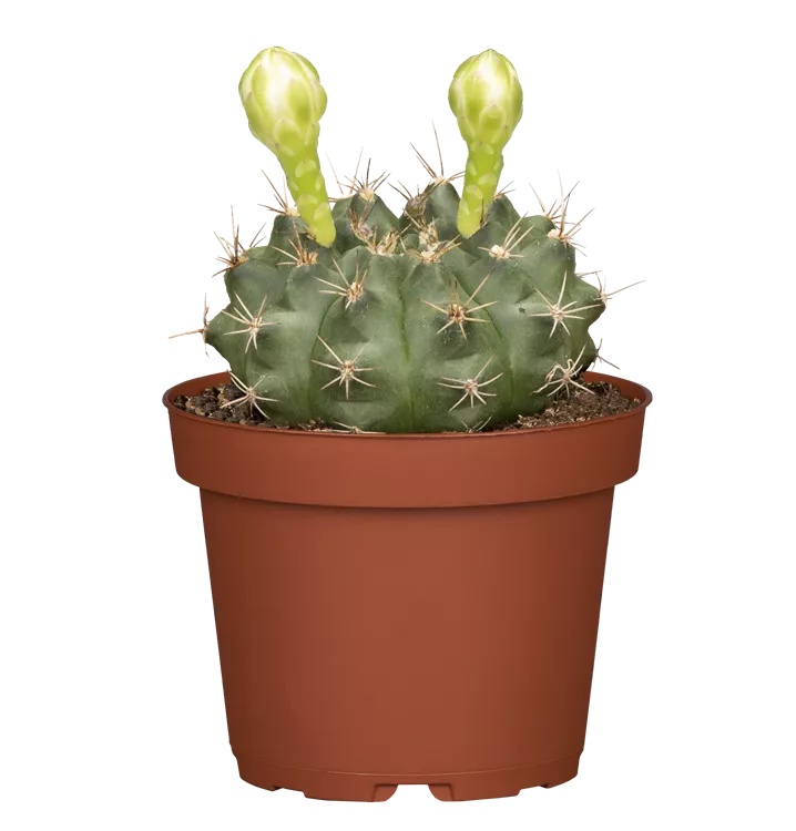 Erdbeerkaktus