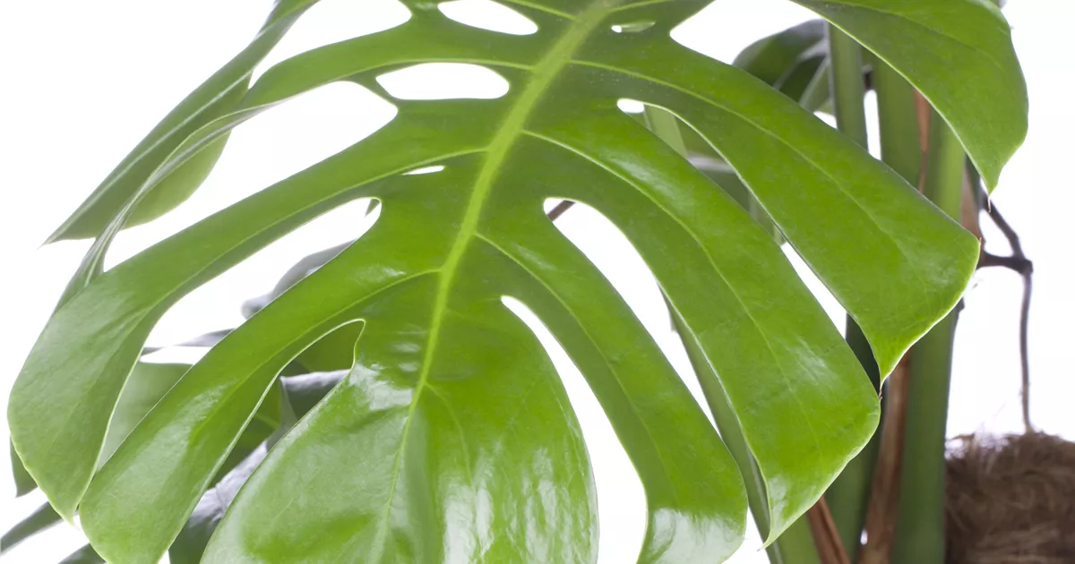 Monstera pertusum - BAUHAUS E-Business GmbH & Co. KG