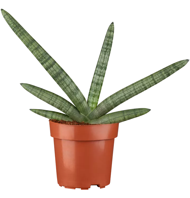 Bogenhanf 'Boncel'