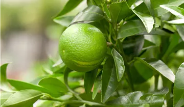 Zum Vergrößern klicken Bildvorschau