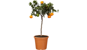 Zum Vergrößern klicken Bildvorschau