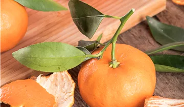 Zum Vergrößern klicken Bildvorschau