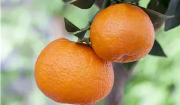 Zum Vergrößern klicken Bildvorschau