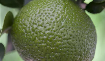 Zum Vergrößern klicken Bildvorschau