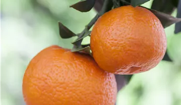 Zum Vergrößern klicken Bildvorschau