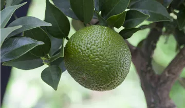 Zum Vergrößern klicken Bildvorschau