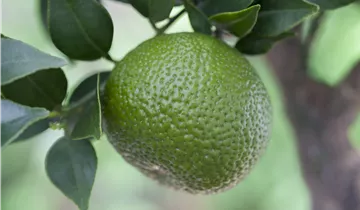 Zum Vergrößern klicken Bildvorschau