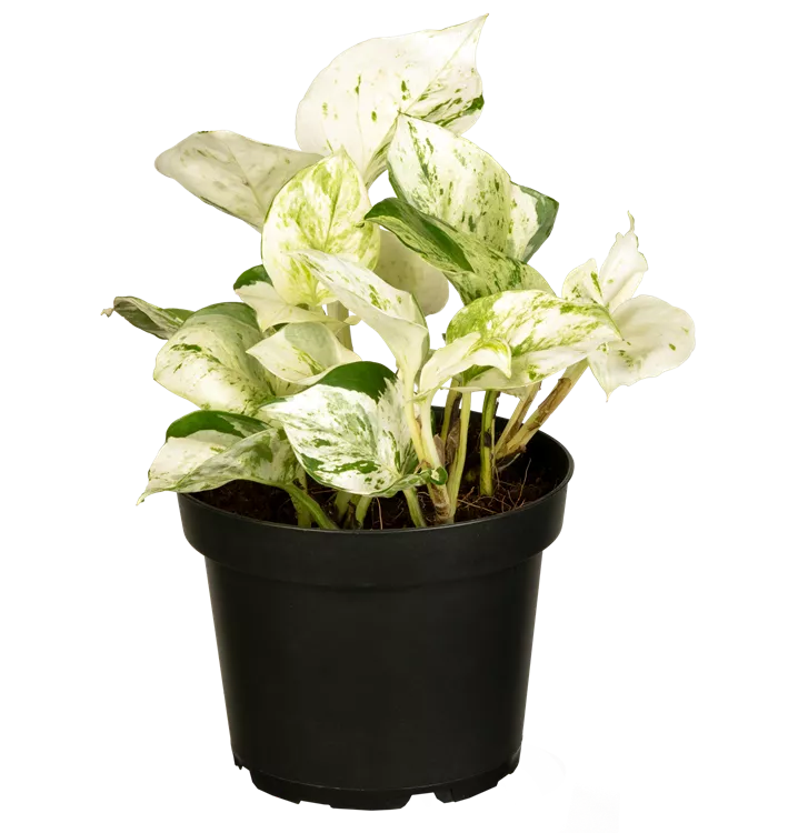 Efeutute 'Happy Leaf'
