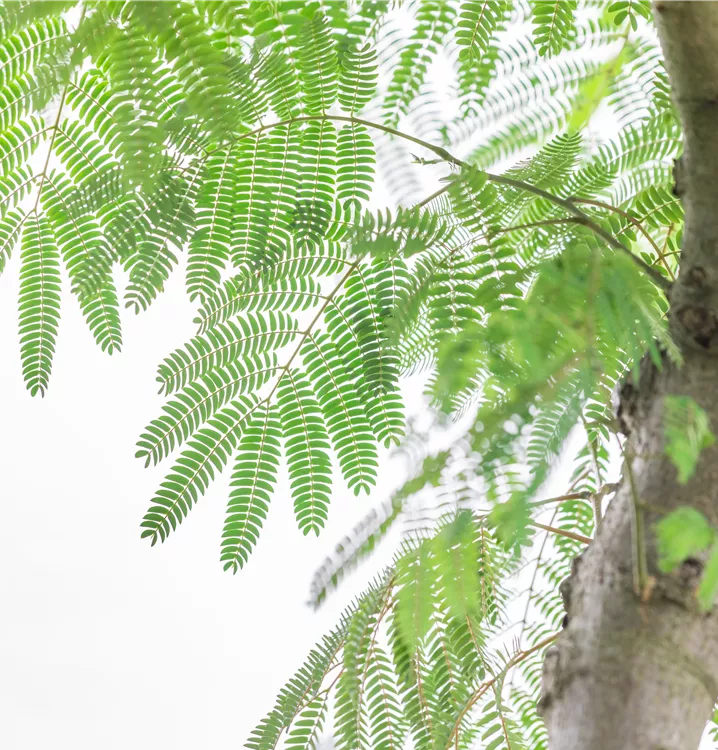 Seidenbaum 'Ombrella'