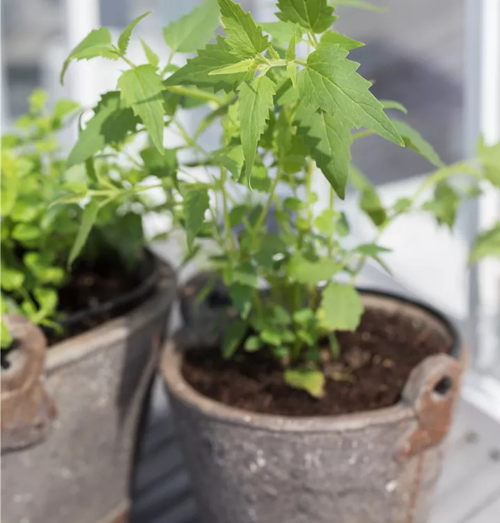 Mexikanische Duftnessel