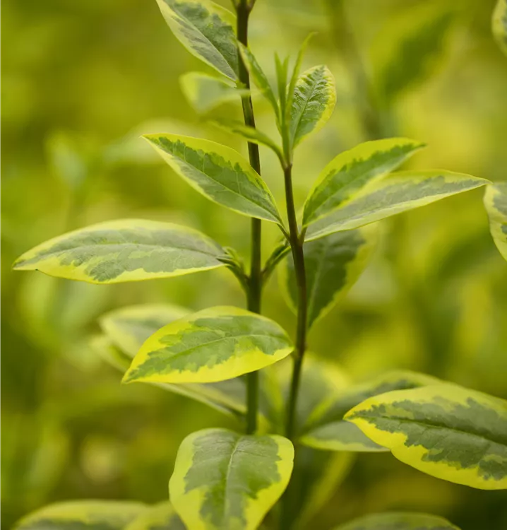 Goldliguster 'Aureum'