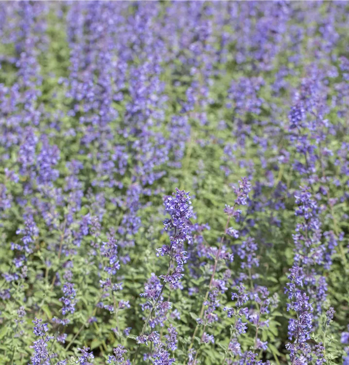 Katzenminze 'Purrsian Blue'