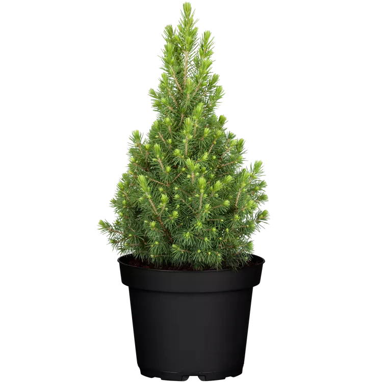 Zuckerhutfichte 'Conica Perfecta'