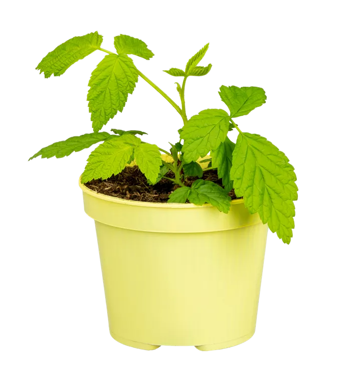 Zwerghimbeere 'Lowberry® Little Sweet Sister®'