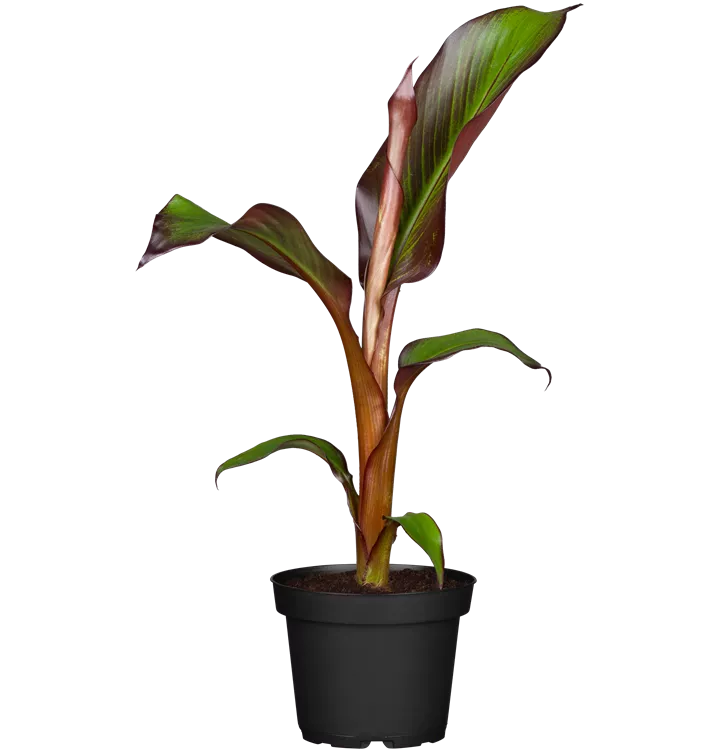 Rote Zierbanane 'Maurelii'