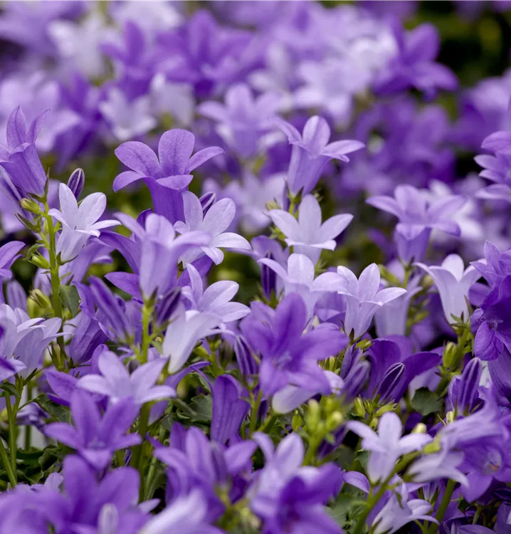 Polster-Glockenblume 'Get Mee'®