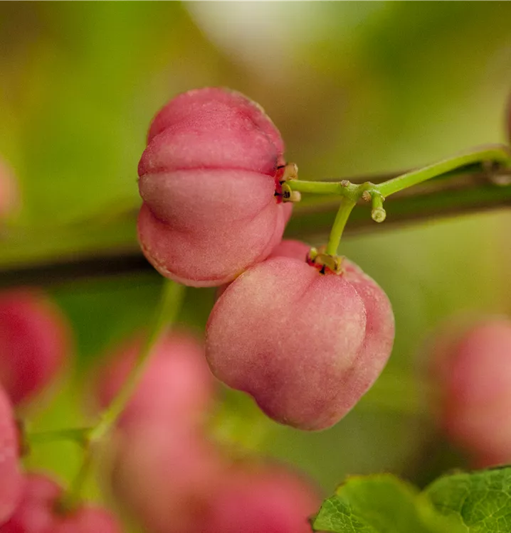 Hoher Korkflügelstrauch