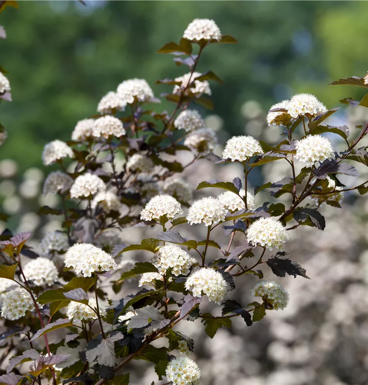 Fasanenspiere 'Diabolo'®