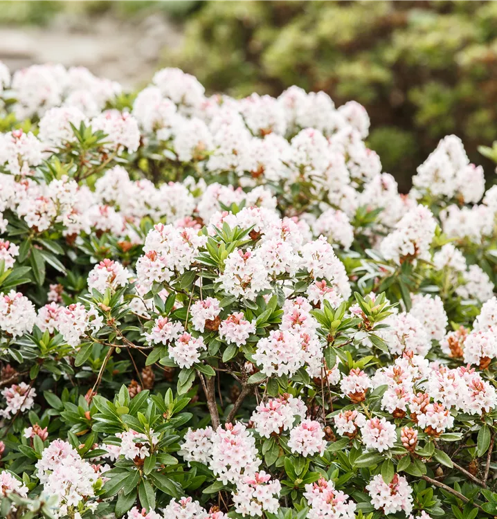Rhododendron 'Bloombux'®
