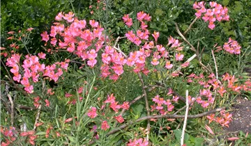 Bildvorschau