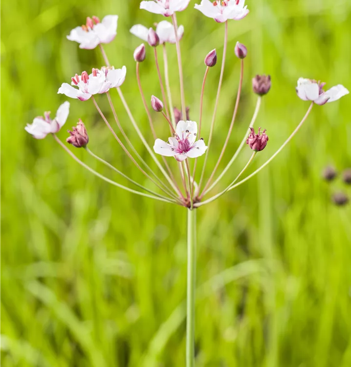 Schwanenblume