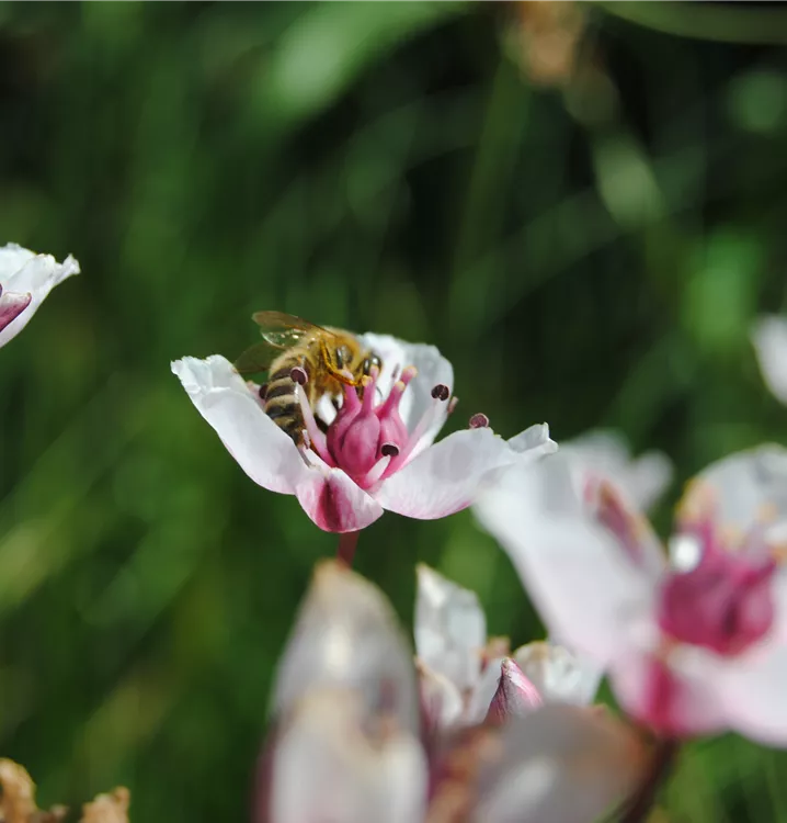 Garten-Schwanenblume 'Alba'