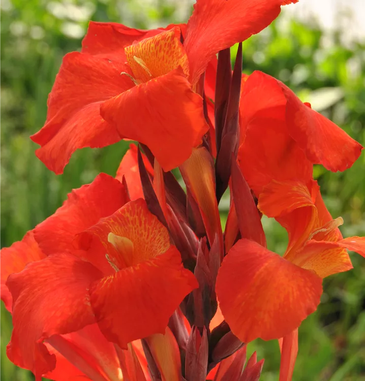 Indisches Blumenrohr 'Endeavour'
