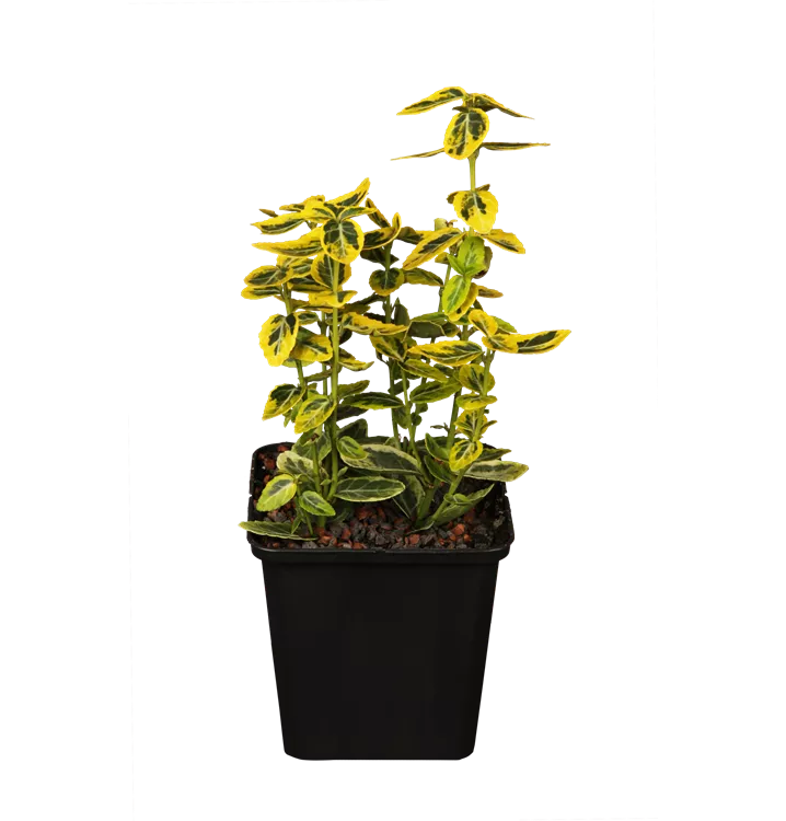 Goldbunte Kriechspindel 'Emerald´n Gold'