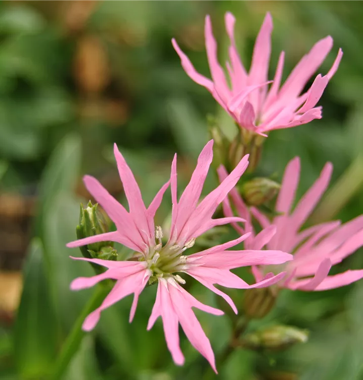 Kuckucksblume 'Nana'