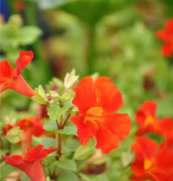 Kupferrote Gauklerblume