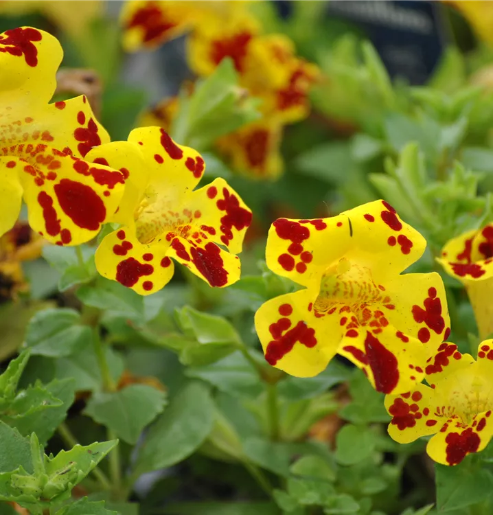 Garten-Gauklerblume