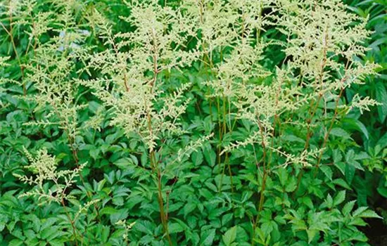 Arends Garten-Prachtspiere 'Brautschleier'