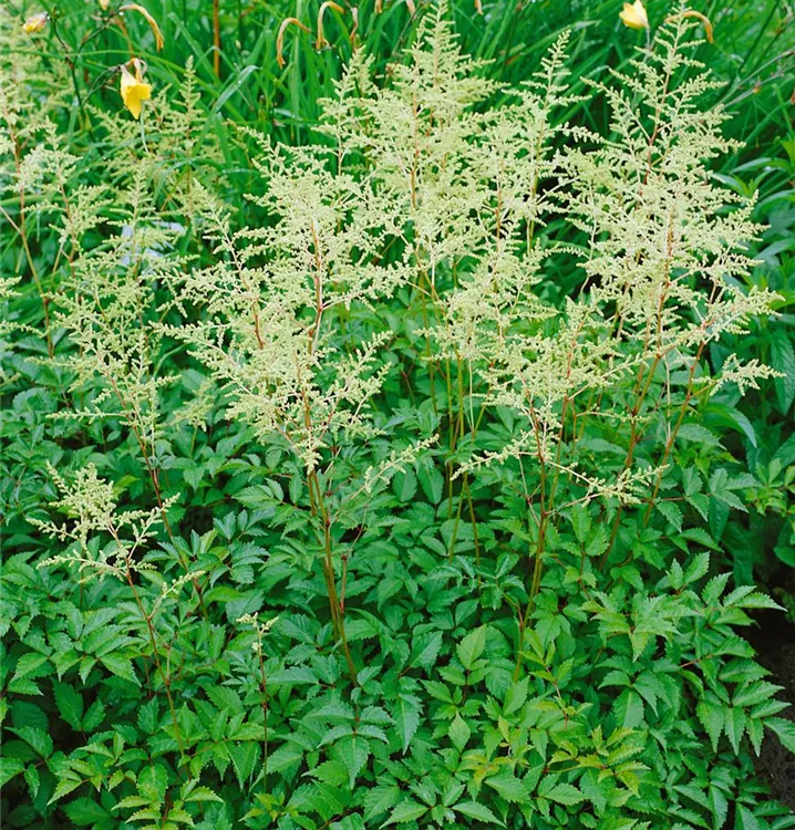 Arends Garten-Prachtspiere 'Brautschleier'