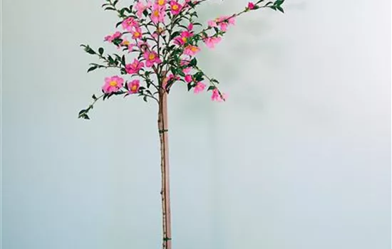Japanische Kamelie