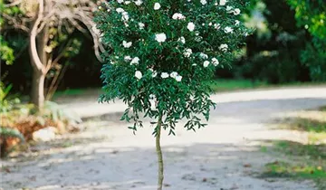 Bildvorschau