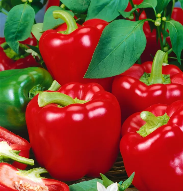 Milder Snackpaprika 'Tinkerbell'