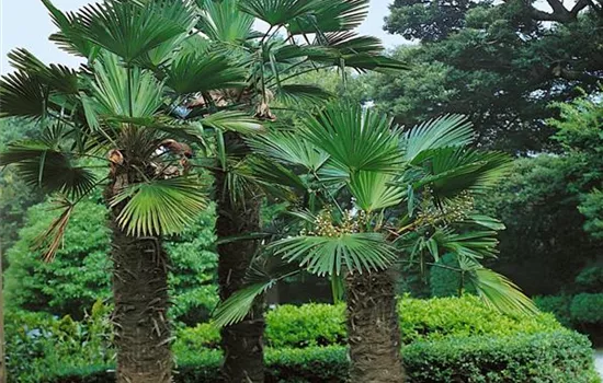 Wagners Hanfpalme