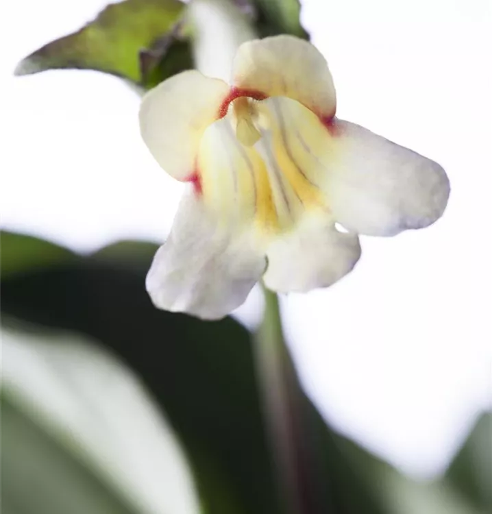 Chirita tamiana