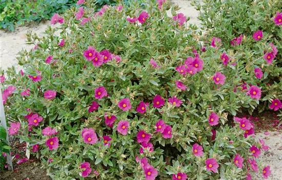 Zistrose