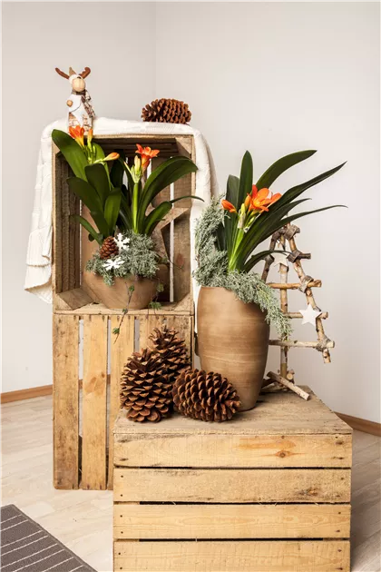 Clivia miniata - BAUHAUS E-Business GmbH & Co. KG