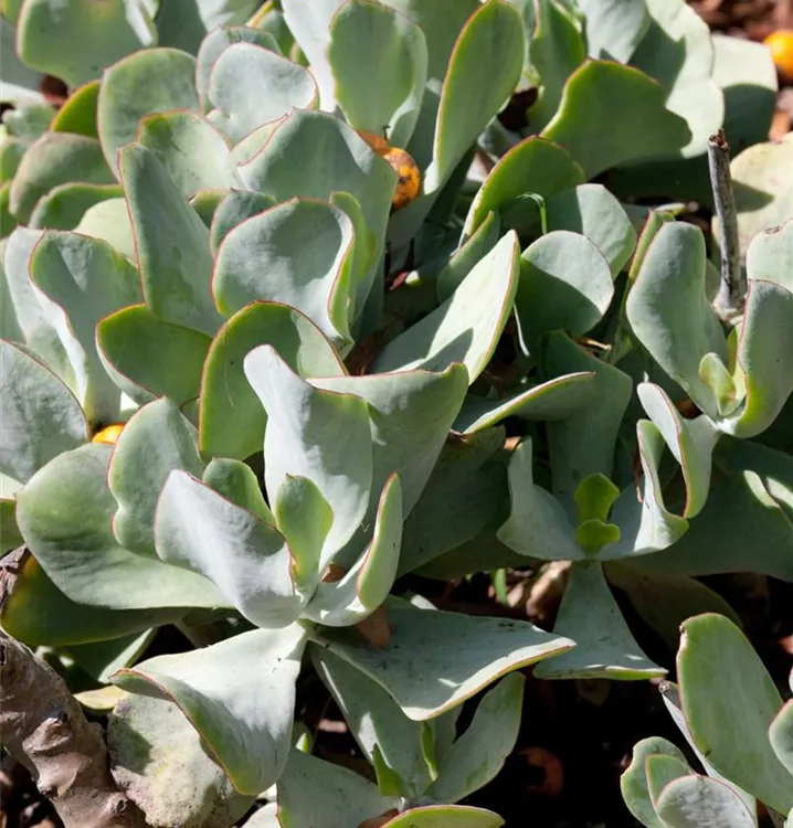 Cotyledon